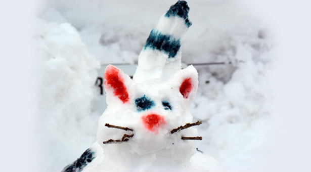 Alaskan Snow Kitty
